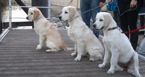 cachorro golden retriever villa ellie